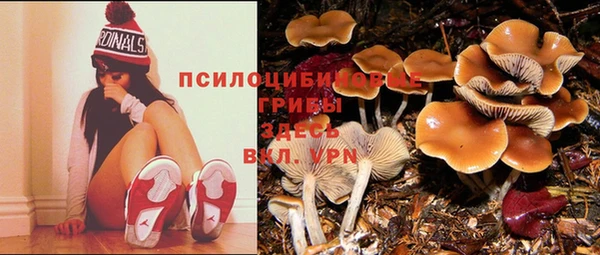 индика Алзамай